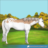 Horse Color:Silver Bay Dun Splash Blanket Rabicano 