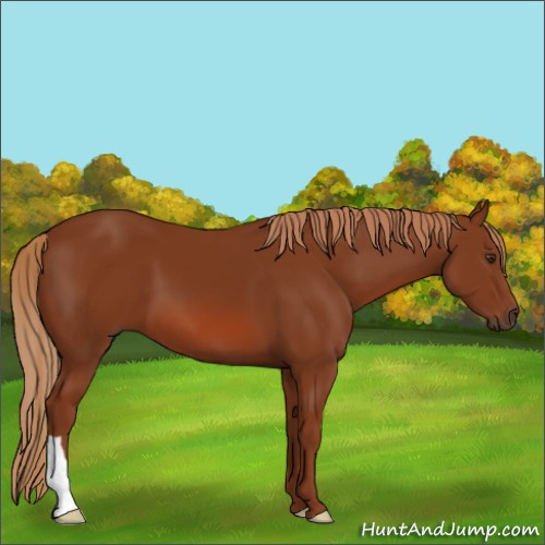Horse Color:Chestnut 
