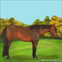 Horse Color:Bay 