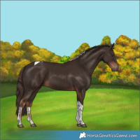 Horse Color:Liver Chestnut Tobiano 