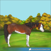 Horse Color:Bay Splash 