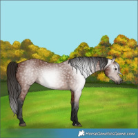 Horse Color:Gray Bay 