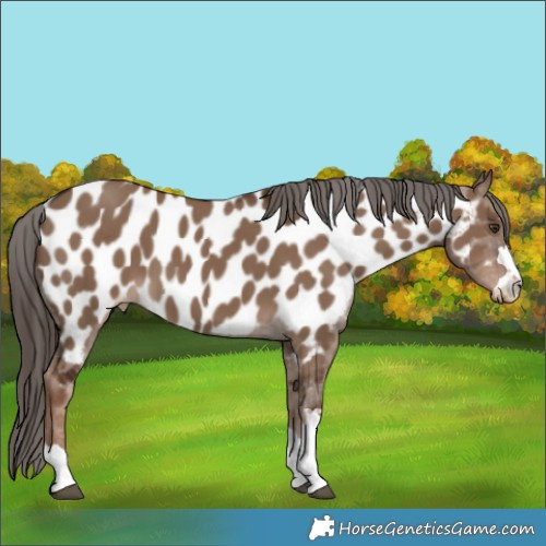 Horse Color:Liver Red Dun Appaloosa 