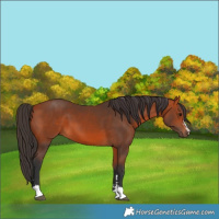 Horse Color:Bay 