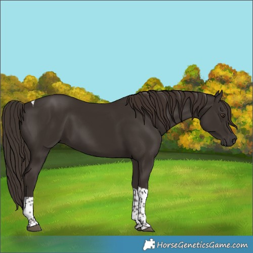 Horse Color:Liver Chestnut Tobiano 