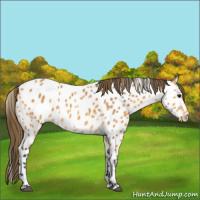 Horse Color:Buckskin Near Leopard 