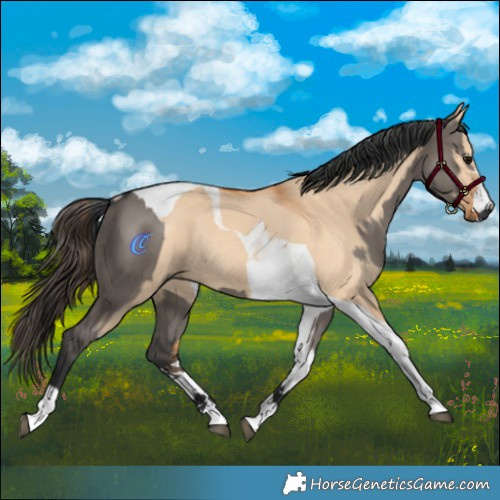 Horse Color:Grullo Tobiano Rabicano  and Bay Dun Tobiano Rabicano 