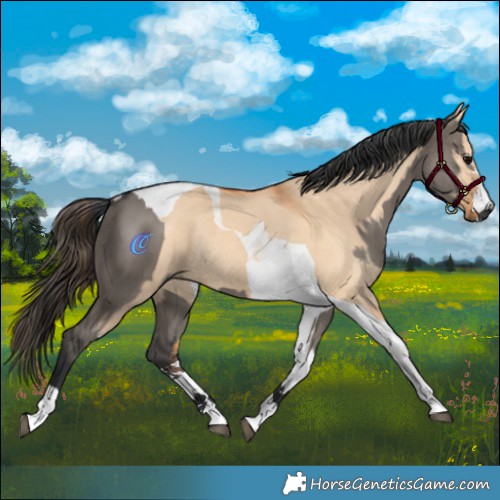 Horse Color:Grullo Tobiano Rabicano  and Bay Dun Tobiano Rabicano 