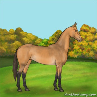 Horse Color:Buckskin 