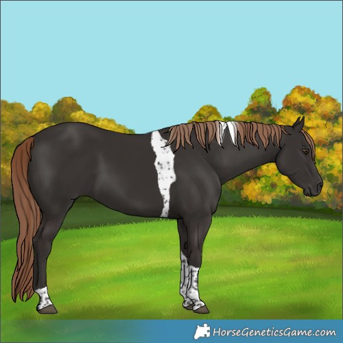 Horse Color:Liver Chestnut Tobiano 