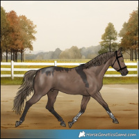 Horse Color:Liver Red Dun Tobiano 