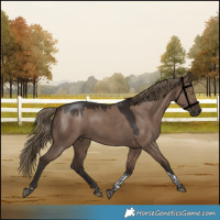 Horse Color:Liver Red Dun Tobiano 