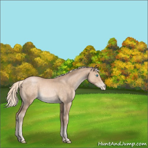 Horse Color:Chocolate Palomino Pearl 