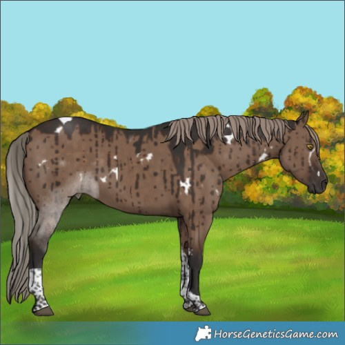 Horse Color:White Spotted Liver Red Dun Tobiano Brindle 