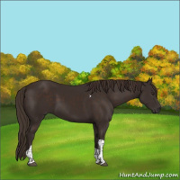 Horse Color:Liver Chestnut Tobiano 