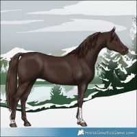 Horse Color:Liver Chestnut Tobiano 