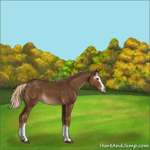 Horse Color:Gray White Spotted Chocolate Palomino Splash