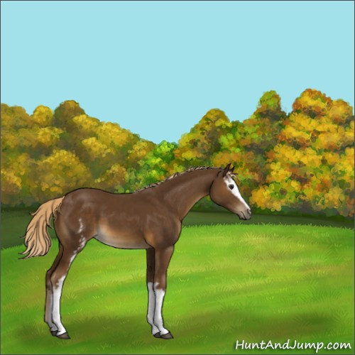 Horse Color:White Spotted Chocolate Palomino Sabino