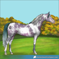 Horse Color:Gray Watercolor White Spotted Amber Champagne 