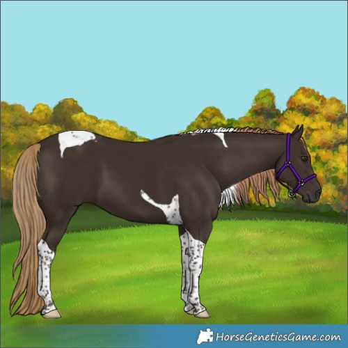 Horse Color:Liver Chestnut Tobiano