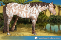 Horse Color:Amber Champagne Near Leopard  and Amber Champagne Near Leopard 