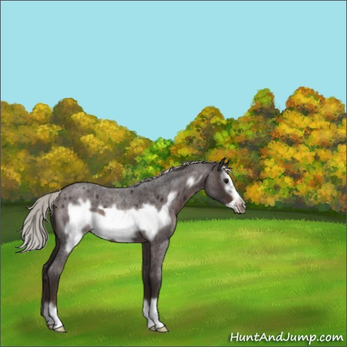 Horse Color:Silver Brown Roan Frame 