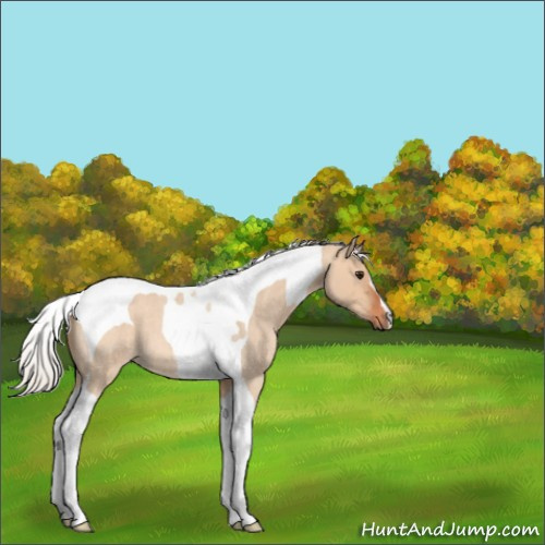Horse Color:Silver Bay Roan Dun Tobiano 