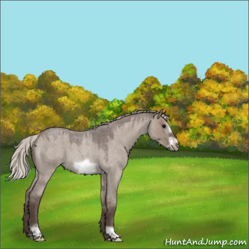 Horse Color:Silver Grullo Roan Frame 