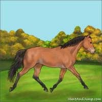 Horse Color:Bay 