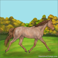 Horse Color:Red Roan 