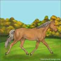 Horse Color:Palomino 