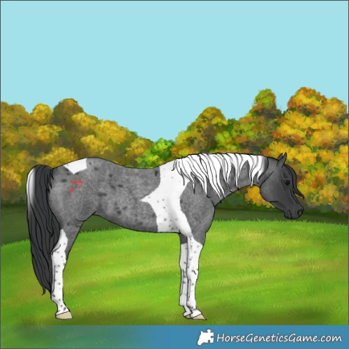 Horse Color:Blue Roan Tobiano 
