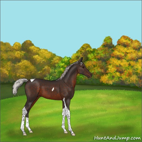 Horse Color:Silver Brown Tobiano 