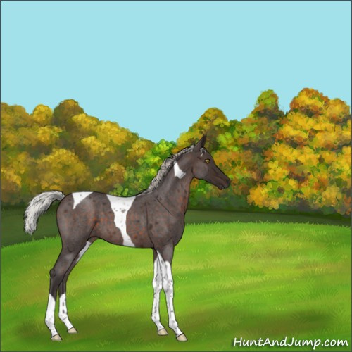 Horse Color:Silver Brown Roan Tobiano 