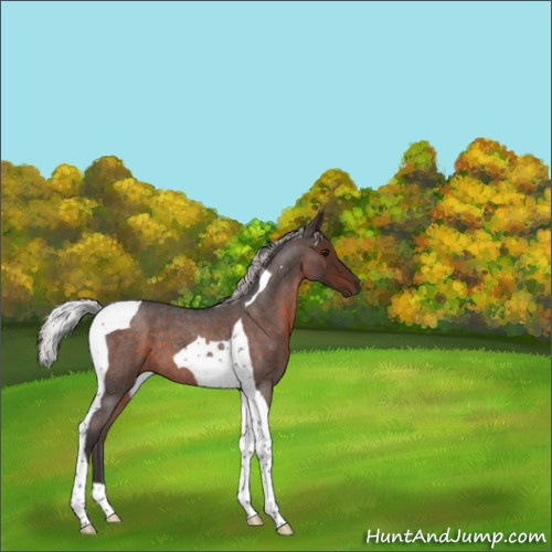 Horse Color:Silver Brown Roan Tobiano 