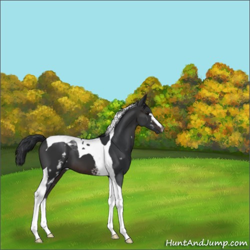 Horse Color:White Spotted Brown Tobiano 