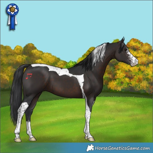 Horse Color:Brown Sabino Tobiano 