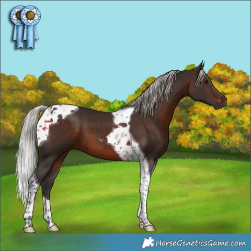 Horse Color:Silver Brown Tobiano 