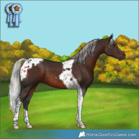 Horse Color:Silver Brown Tobiano 