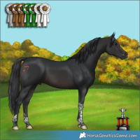 Horse Color:Brown Tobiano