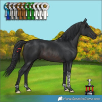 Horse Color:Brown Tobiano 