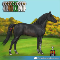 Horse Color:Brown Tobiano