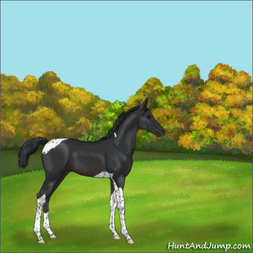 Horse Color:Brown Tobiano 