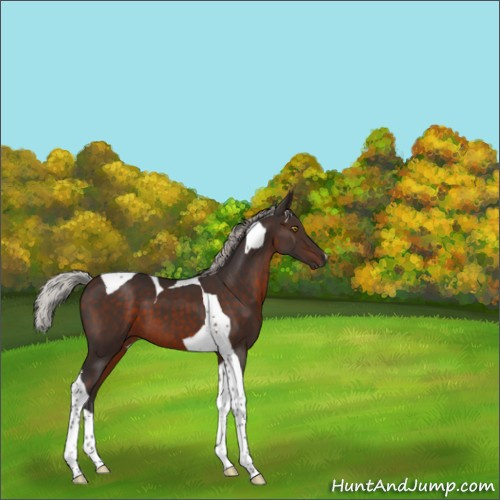 Horse Color:Silver Brown Tobiano 