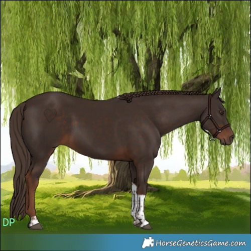 Horse Color:Liver Chestnut Tobiano 