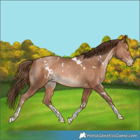 Horse Color:White Spotted Brown Pearl Sabino Rabicano 