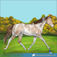 Horse Color:White Spotted Brown Pearl Dun Tobiano Appaloosa Rabicano