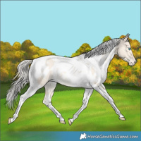Horse Color:White Spotted Cremello Dun Tobiano Varnish Rabicano 