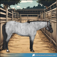 Horse Color:Blue Roan Rabicano 