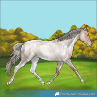 Horse Color:White Spotted Chocolate Palomino Roan Pearl Appaloosa 